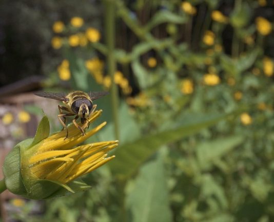 Klimaat vriendelijk boeren met eTrac en Silphie insect op silphie