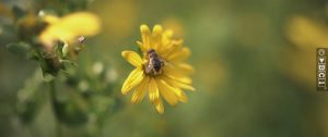 Silphie bloem met bij