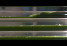 Van biogas naar superfood: Sustenso’s circulaire doorbraak Algen kweken met overtollige CO2 van een biogasfabriek