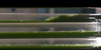 From biogas to superfood: Sustenso’s circular breakthrough Algen kweken met overtollige CO2 van een biogasfabriek