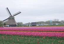 Duurzame bloembollenteelt in praktijk In Noord Holland vind je het grootste aaneengesloten bloembollengebied ter wereld.